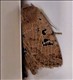 2259a (73.196)<br>Black-spotted Chestnut